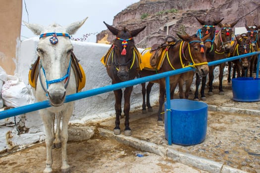 Donkeys (mules) on Stairs in Fira (Thira), Santorini Island in Greece