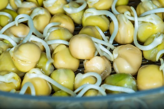 chickpea sprouts in a macro view