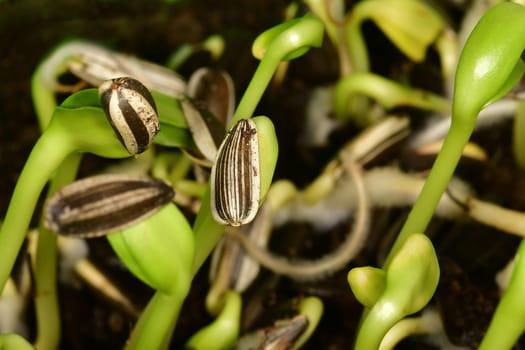 sunflower microgreen in a macro shot