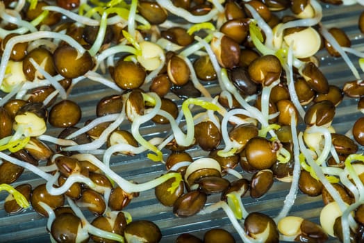 black lentil sprouts in a macro view