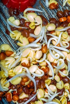 radish sprouts in a macro view
