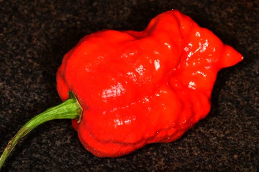 Carolina Reaper, world's hottest chili pepper 2021