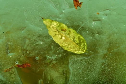 frozen leaf in green ice