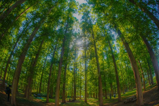 Metasekoya Forest (Mizumoto Park). Shooting Location: Katsushika-ku, Tokyo