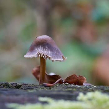 Mushrooms, Mycena, bonnet mushroom on a dead tree trunk in the forest in fall