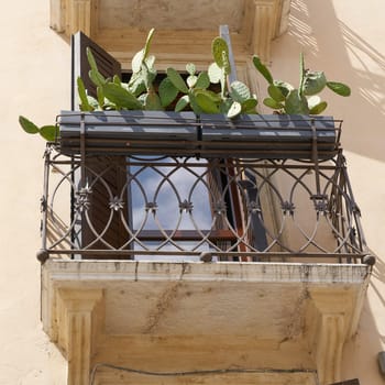 Balcony in the historic old town of Verona in Italy with a prickly pear in summer