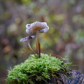 Mushrooms, Mycena, bonnet mushroom on a dead tree trunk in the forest in fall