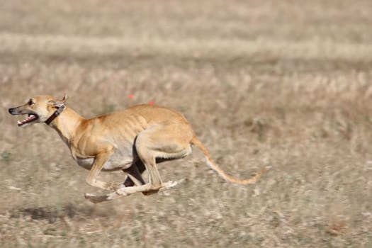 beautiful fast spanish greyhound dog energy hunting race