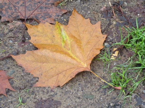 curious dried leaves fallen from the tree end autumn period cycle