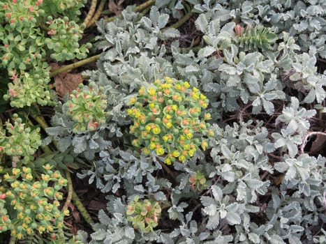flowers natural plants green landscapes beautiful spring different colors