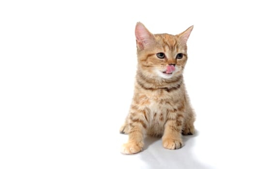 Abyssinian red kitten on a white isolated background. High quality photo