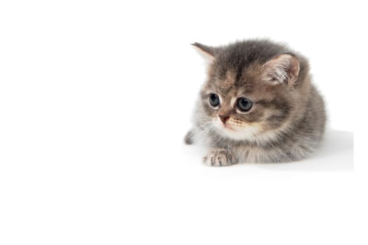 Fluffy purebred gray kitten on a white isolated background. High quality photo