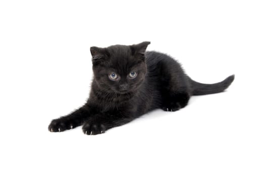 fluffy purebred black kitten sits sideways on an isolated background. High quality photo