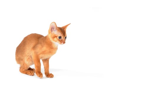 Abyssinian red kitten on a white isolated background. High quality photo