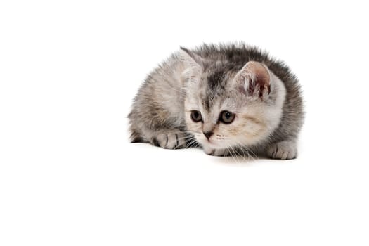 Fluffy purebred gray kitten on a white isolated background. High quality photo
