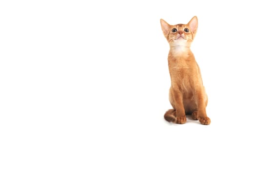 Abyssinian red kitten on a white isolated background. High quality photo