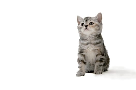Fluffy purebred gray kitten on a white isolated background. High quality photo