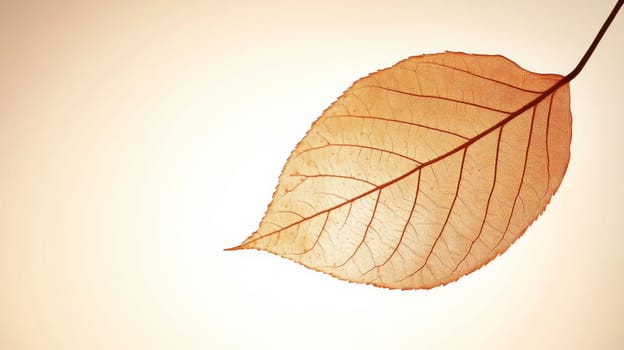 A simple autumn leaf in warm orange hues in the center of the image. The leaf has fine veins that convey the essence of autumn.