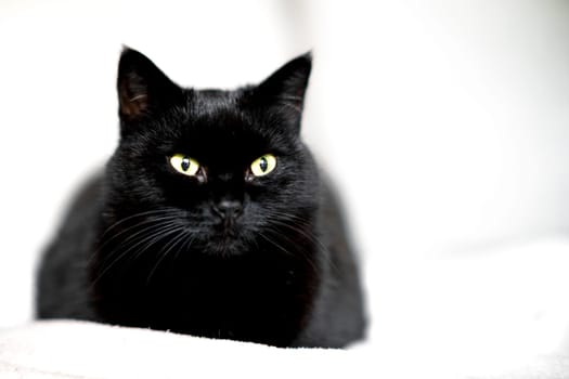 A black cat with yellow green eyes sits on a soft white surface, gazing directly at the camera, with selective focus and blurred white background
