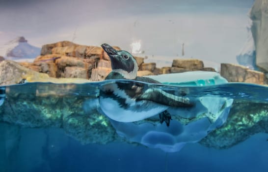penguin swimming underwater. Shooting Location: Kanazawa Ward, Yokohama City