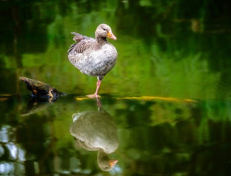 Closeup of a grayleg goose standing in the water