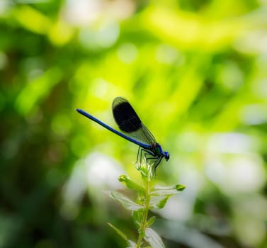 Macro of a banded demoiselle damselfly