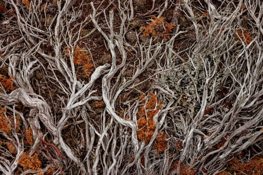 Natural textured background - driftwood and seaweed on a beach in the Falkland Islands.