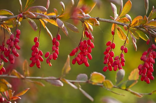 Close-up of ripe red European barberry berries on a branch with a soft focus yellow background, capturing the vibrant colors and natural beauty of autumn flora.