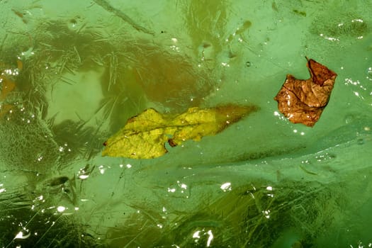 frozen leaves in green ice