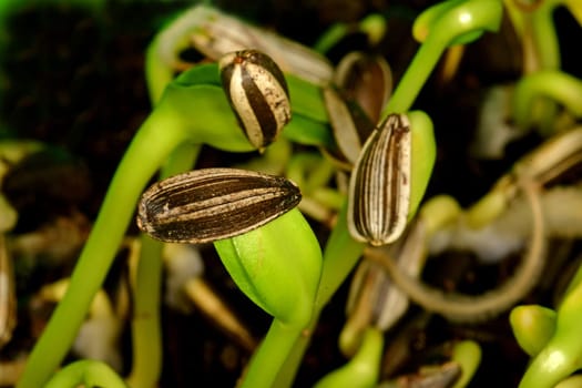 sunflower microgreen in a macro shot