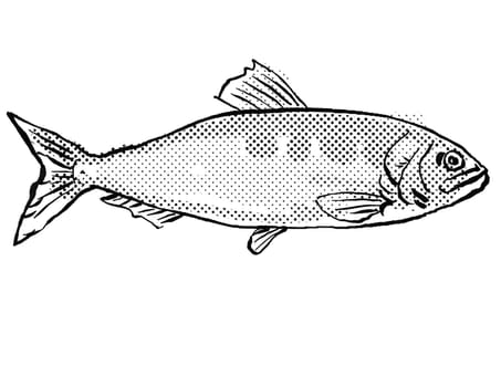 Cartoon style line drawing of an allis shad in the herring family Clupeidae, a fish endemic to Germany and Europe in Atlantic Ocean with halftone dots shading on isolated background in black and white.