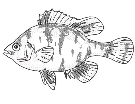 Cartoon style drawing of a blackbanded sunfish or Enneacanthus chaetodon freshwater fish found in North America with halftone dots on isolated background in black and white.