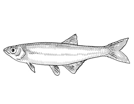 Cartoon style line drawing of a carmine shiner or Notropis percobromus freshwater fish found in North America with halftone dots on isolated background in black and white.