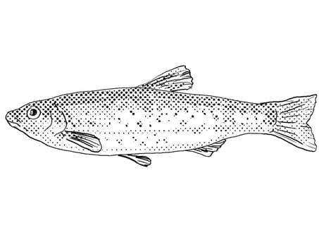 Cartoon style line drawing of a central stoneroller or Campostoma anomalum freshwater fish endemic to North America with halftone dots shading on isolated background in black and white.