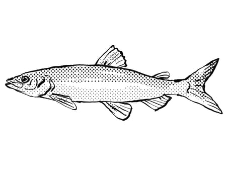 Cartoon style line drawing of a Coregonus albula, vendace or the European cisco, a fish endemic to Germany and Europe in Atlantic Ocean with halftone dots shading on isolated background in black and white.