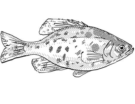 Cartoon style drawing of a black crappie or Pomoxis nigromaculatus freshwater fish found in North America with halftone dots on isolated background in black and white.