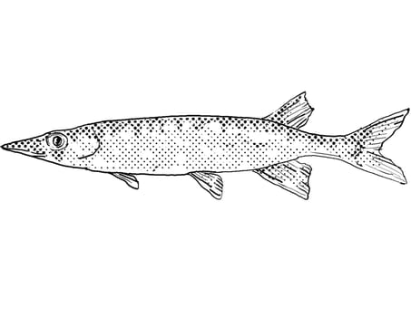 Cartoon style line drawing of a chain pickerel or Esox niger  freshwater fish endemic to North America with halftone dots shading on isolated background in black and white.