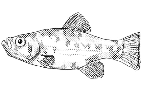 Cartoon style line drawing of a Cyprinodon desquamator or pupfish freshwater fish endemic to North America with halftone dots shading on isolated background in black and white.
