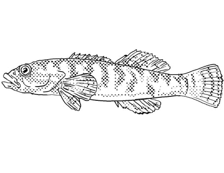 Cartoon style line drawing of a fantail or Etheostoma flabellare freshwater fish endemic to North America with halftone dots shading on isolated background in black and white.