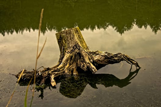 An old rotten snag in the water on the lake.