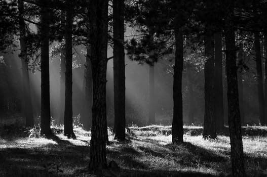 The shadow of the coniferous forest. Sunbeams among dark trees.