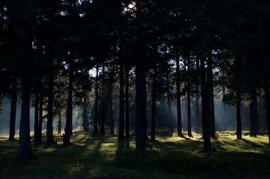 The shadow of the coniferous forest. Sunbeams among dark trees.