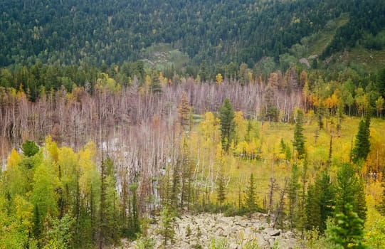 Autumn nature of the altai, forests and mountains.