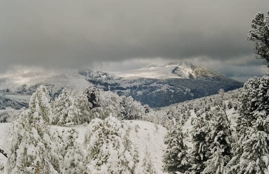 Winter Altai, mountains and forests in the snow. Winter came to the Altai and snow fell.