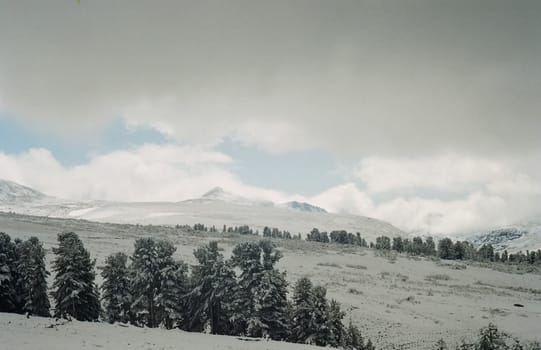 Winter Altai, mountains and forests in the snow. Winter came to the Altai and snow fell.