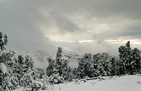 Winter Altai, mountains and forests in the snow. Winter came to the Altai and snow fell.