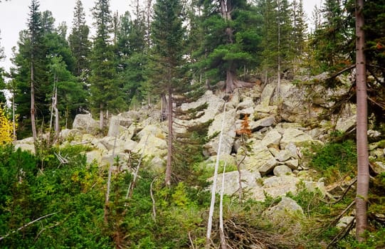 Autumn nature of the altai, forests and mountains.