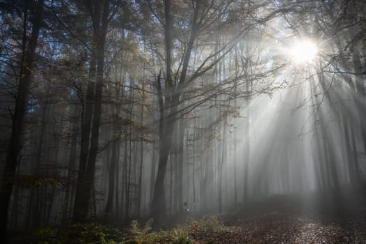 Sun shines in the morning fog in a forest in autumn