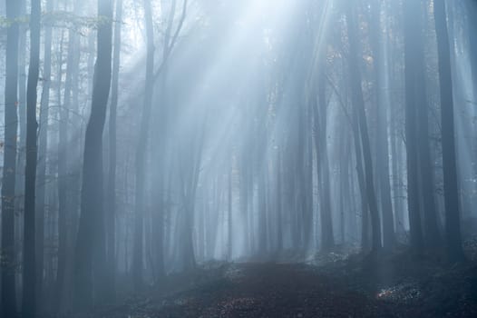 Sun shines in the morning fog in a forest in autumn