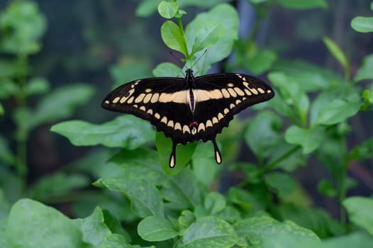 Large swallowtail (Papilio cresphontes) butterfly on a green leaf